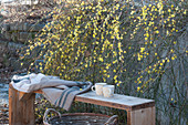Wooden bench in front of blooming winter jasmine