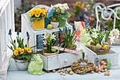 Easter decoration with primroses, grape hyacinths and milk star on a wall hanger with drawers