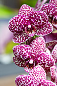 Phalaenopsis mit purpur-weiß gefleckten Blüten
