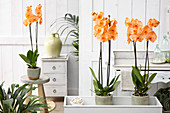 Phalaenopsis 'Colorchid Orange'