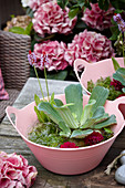 Wassersalat und Dahlienblüten in rosafarbenen Plastikschalen