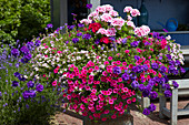 Summer plants on pot