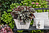 Begonia Beleaf Nordic Glacier ®