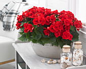 Begonia Baladin ®