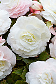 Begonia 'Superba White'