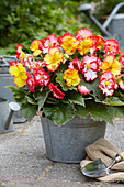 Begonia 'Crispa Marginata Mix'