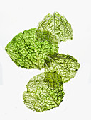 Two Fresh Savoy Cabbage Leaves on White