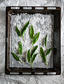 Sea salt and fresh wild garlic on a baking tray (for making wild garlic salt)