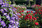 Rosen und Clematis als Kombination