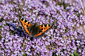 Butterfly 'Small tortoiseshell' on flowering thyme