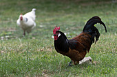 Rooster and hen in the garden