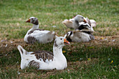 West English geese in the meadow