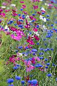 Blumenwiese mit Schmuckkörbchen und Kornblumen
