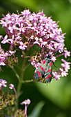 Six-spot burnet on verbena flowers
