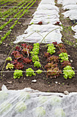 Salatpflanzen im Beet