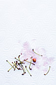 Cherry stones and stems on kitchen paper