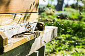 Bees in front of a beehive