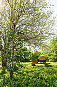 Bee hives in a garden