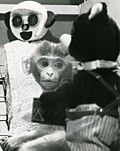 Harlow's monkey experiment