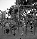 Children Climbing Monkey Bars, 1942
