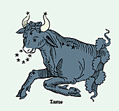 Bull, Taurus Constellation