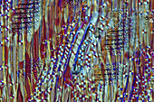 Cypress Stalk, Polarized LM