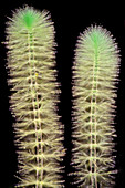 Batrachospermum, Polarized LM