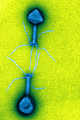 T4 Bacteriophages, TEM
