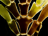 Calcareous seaweed, LM