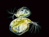 Water fleas (Simocephalus sp.), LM
