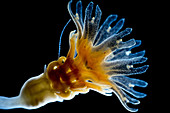 Strobila of A. aurita jellyfish, LM