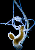 Freshwater polyp Hydra capturing prey, LM