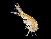 Amphipod crustacean, LM