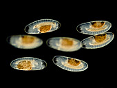 Chironomid eggs, LM