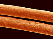 Damaged cow hair, SEM