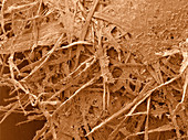 Corrugated cardboard, SEM