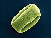 Schefflera actinophylla pollen, SEM