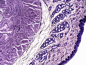 Oesophagus, LM