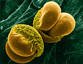 Pine Pollen, SEM