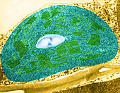 Tomato Chloroplast, TEM