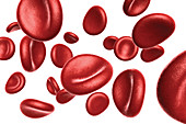 Red Blood Cells, Illustration