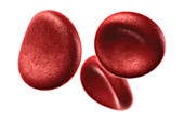 Red Blood Cells, Illustration