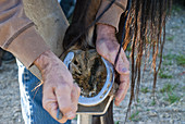 Farrier Removing Horseshoe