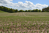 Young field bean crop