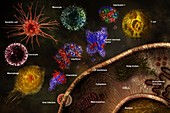 Cytokines, Illustrations