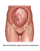 Foetus in Normal Position, Illustration