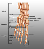 Foot Bones, Illustration