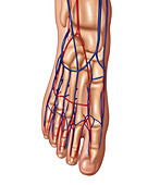 Foot Anatomy, Illustration