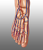 Foot Anatomy, Illustration