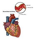 Normal Heart and Artery, Illustration